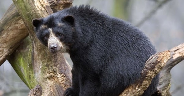 3. Бурые медведи в Турции