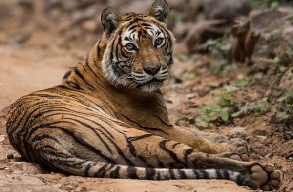 6. Тигры в Моханпере