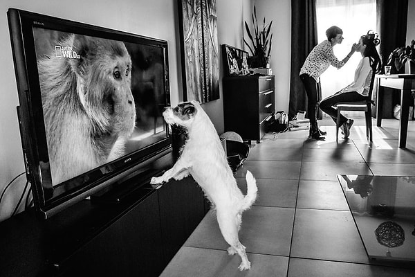 20. "Пока хозяйка готовится, я телек посмотрю".