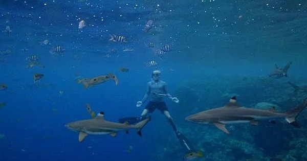 9. Акулы на Соломоновых островах