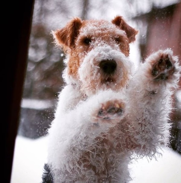12. Каждому собачнику известно, как тяжело в такую погоду выгуливать братьев наших меньших