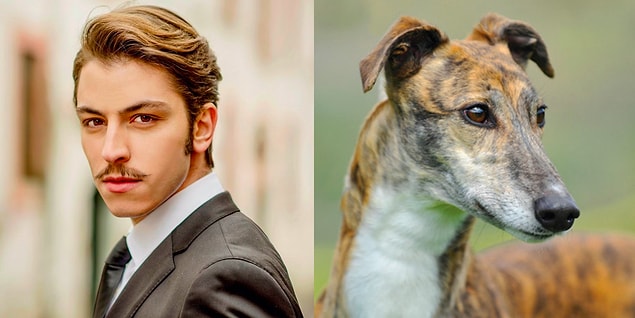 Leon, çoban köpeği!