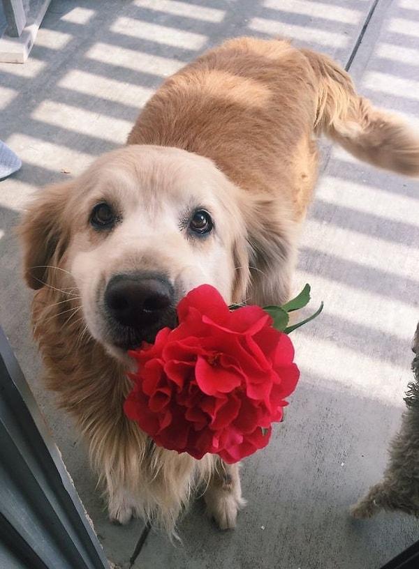 5. "Köpeğim bu dünya için fazla iyi. Bana bir çiçek getirdi." 🤗
