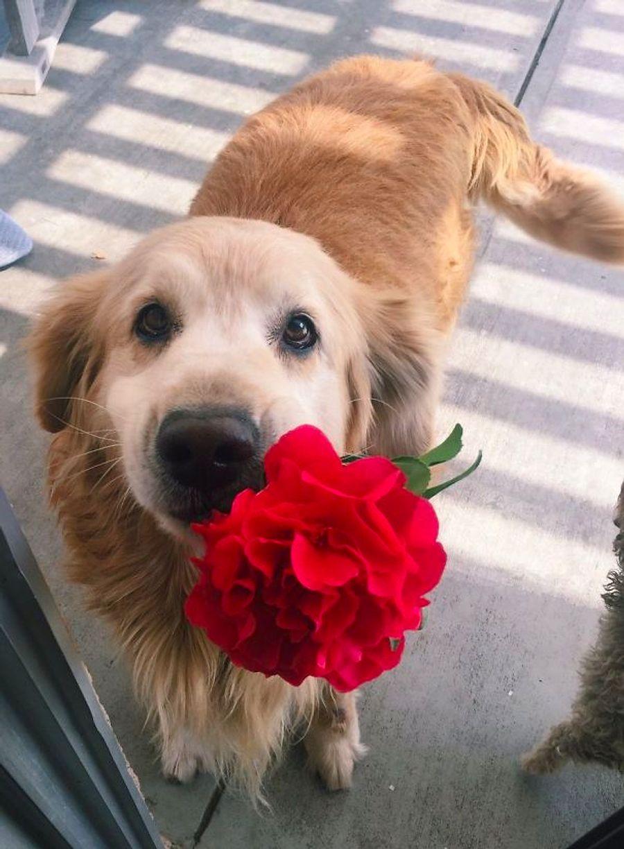 Забавные цвета. Собачка с цветами. Собачка с цветочком. Собака с букетом цветов. Щенок с цветочком.