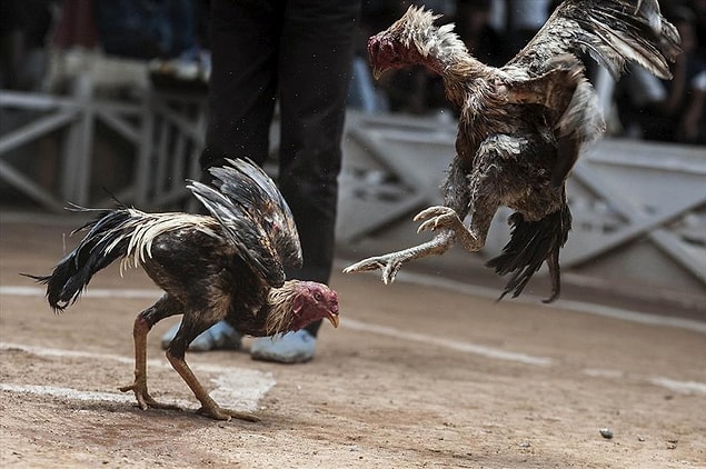 Ülkemizde bu canilik horoz veya köpek dövüşü olarak karşımıza çıkıyor ve hayvanlar üzerinden bazen bahis de oynanıyor.