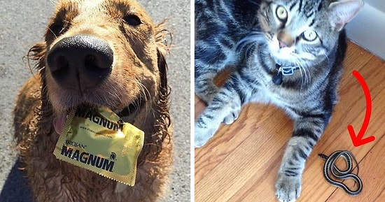 Лучший мой подарочек - это ты: 20 неожиданных сюрпризов, которые любят делать четвероногие