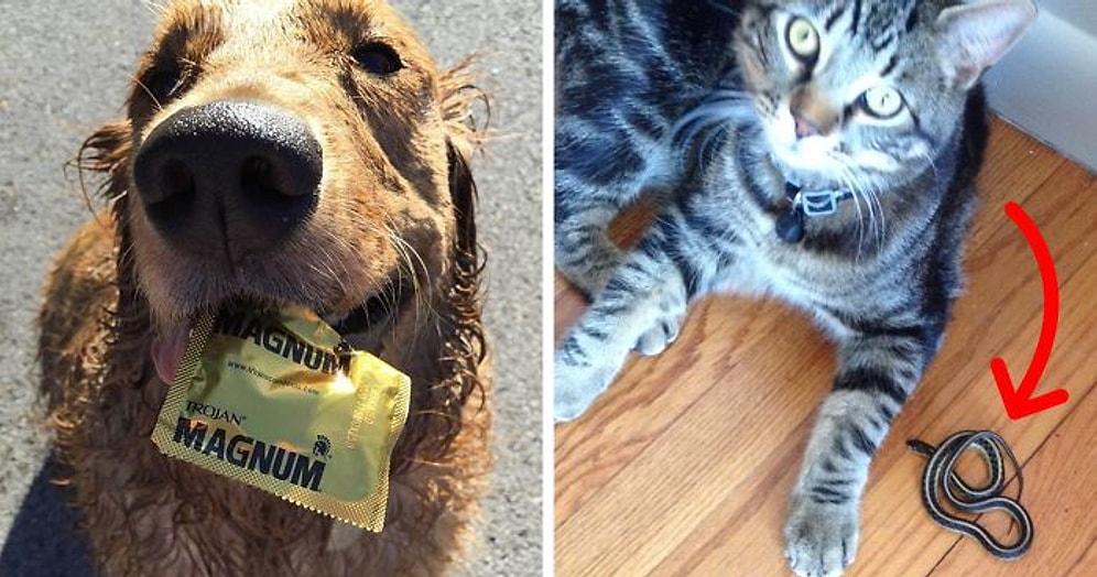 Лучший мой подарочек - это ты: 20 неожиданных сюрпризов, которые любят делать четвероногие