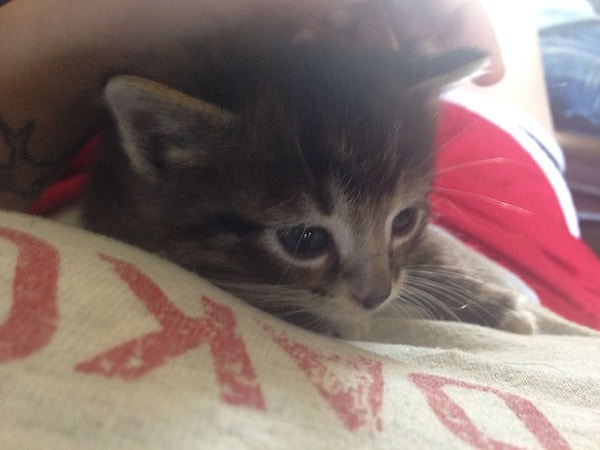 3. "Этим утром собака принесла мне котенка. Откуда он взялся - понятия не имею"