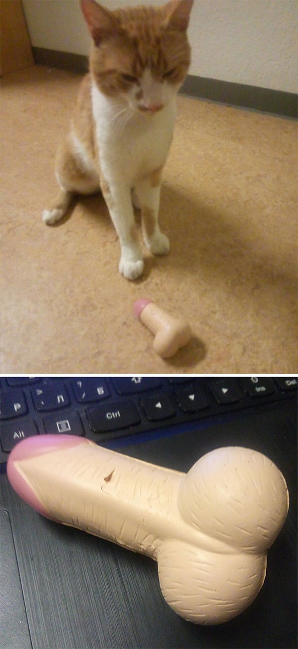 13. "На днях моя кошка принесла мне вот это. Как хочешь, так и понимай"