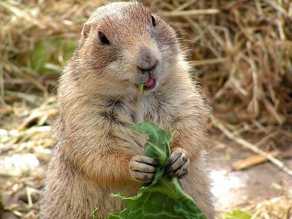 3. Сурки могут предсказывать весну.