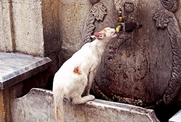 11. Roma sokaklarında kedi görmeniz imkansızdır.