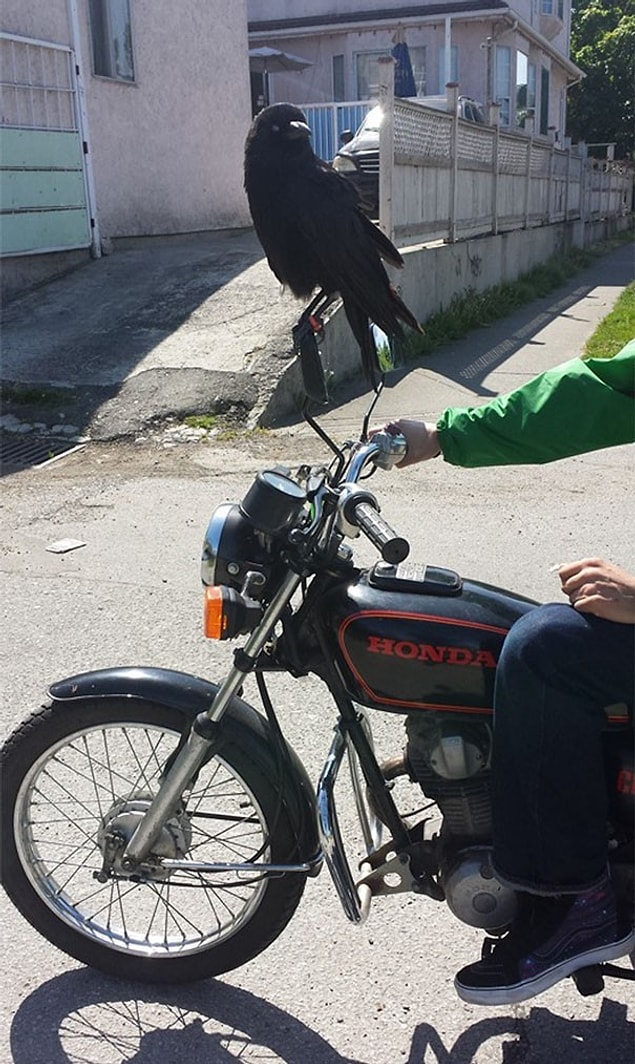 12. Bas bas bas, uçsam daha hızlı giderim ya.