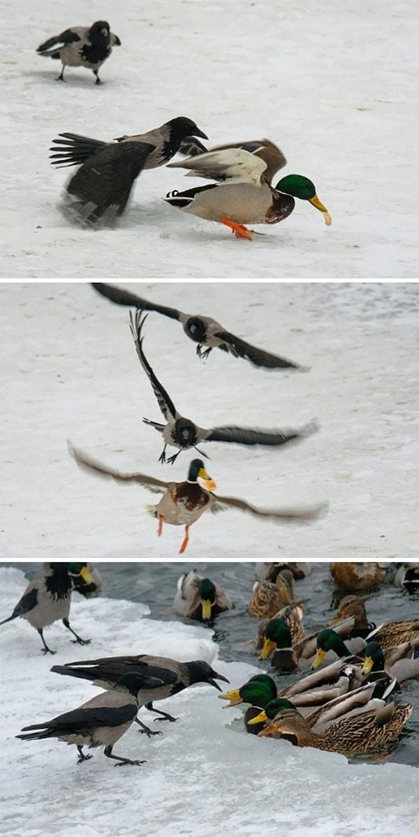 14. Lan ördek, hişşş ördek, kaçma lan, napcan dayına mı dövdürtcen, hişşşşt alo ördek!