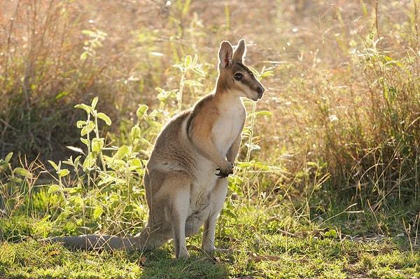 2. Avustralyalı afyon yetiştiricileri bir dönem tarlalarında tuhaf daire izlerinin oluştuğunu gördüler. Uzaylılar değil, kangurular sorumluydu. Afyonları tüketip kafa olduktan sonra daireler çizerek eğleniyorlardı.