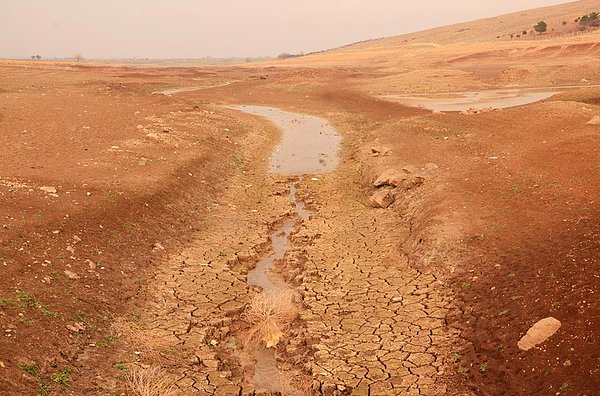 'Antep fıstığı yok olma tehdidi altında'