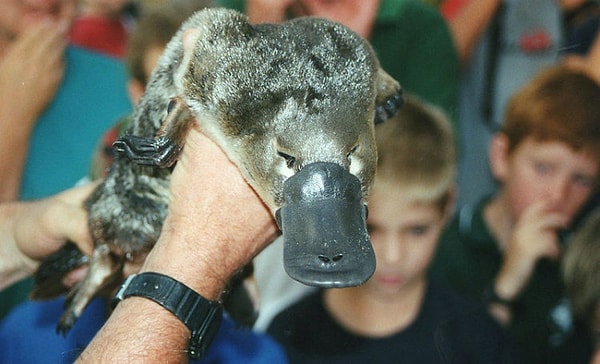 7. У утконосов нет сосков. Они выделяют молоко для малышей так же, как пот