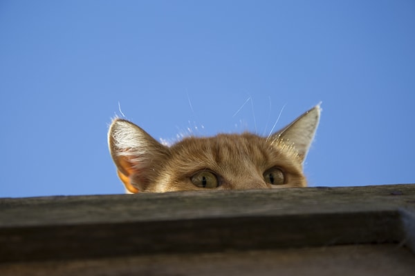 8. В 60-х гг. ЦРУ потратило 20 млн долларов на создание котов-шпионов. Они имплантировали кошкам микрофоны и подбрасывали животных в Кремль и советские посольства