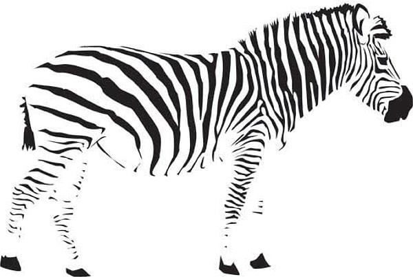 7. Bu Zebra resminde dikkatini çeken ya da daha çok odaklandığın şey ne?