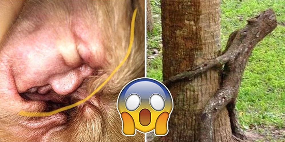 Göz Yanılması Değil Sahiden Buraya Bakıyorlar! Kendilerinden Başka Her Şeye Benzeyen Nesneler