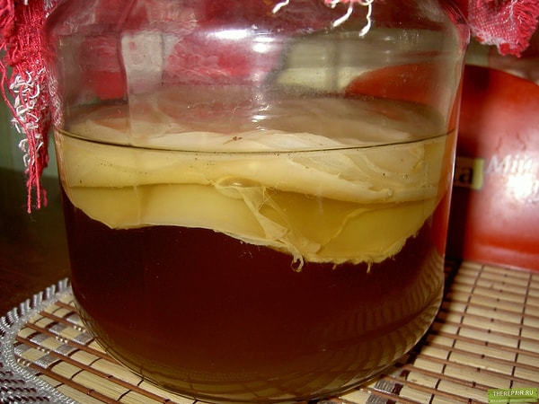 1. Пить чайный гриб