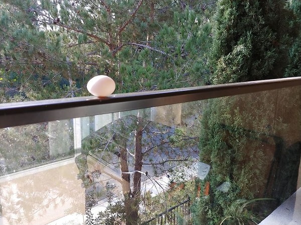 19. "Завидую всем тем, у кого есть пернатые друзья. Может, у меня скоро тоже появится друг"