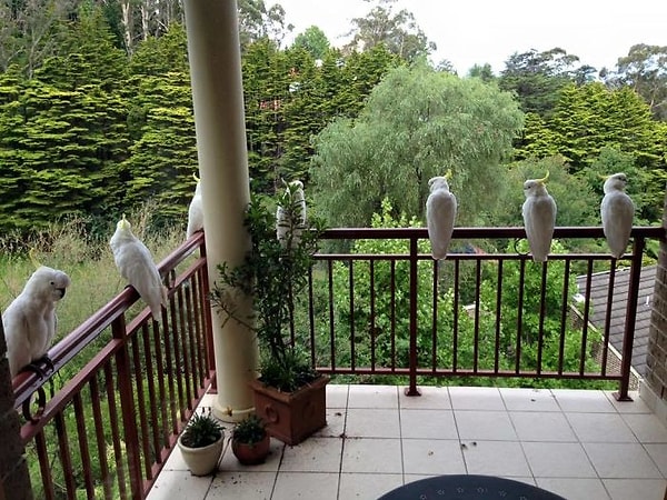 10. "Птички на втором этаже. Австралия"