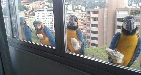 Откройте окно — к вам гости! Новый тренд: люди хвастаются фото необычных визитеров