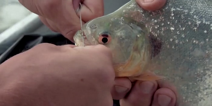 Pirana Paslanmaz Çelikle Güçlendirilmiş İpi Koparabilir mi?