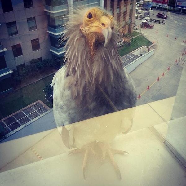 7. "Bu kuş şu anda ofis penceremde oturuyor."