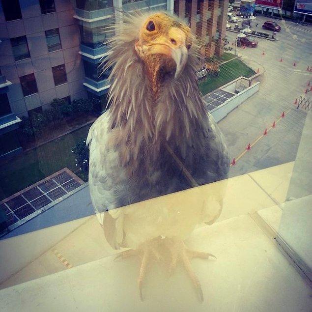 7. "Bu kuş şu anda ofis penceremde oturuyor."