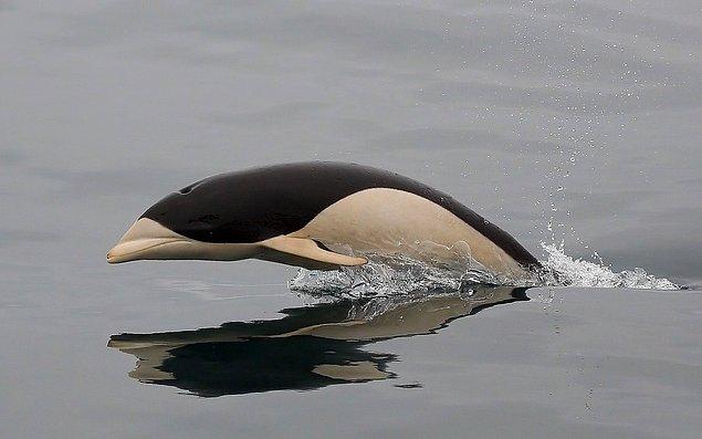 5. Katil balina ile yunus karışımı gibi: Güney gerçek balina yunusu.