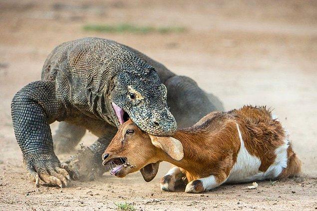 12. Herhangi bir av için en korkutucu düşman: Komodo ejderi