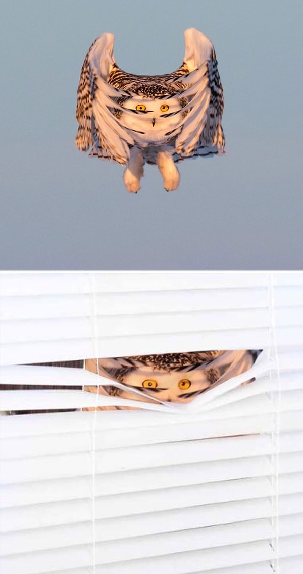 12. "Снежная сова при снижении"