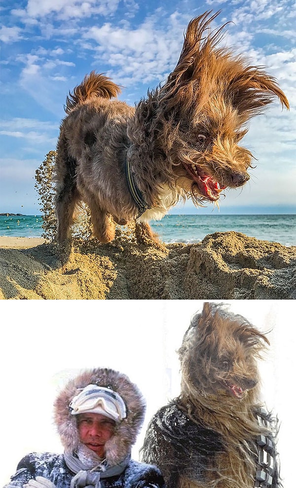 16. "Собака и ветер"