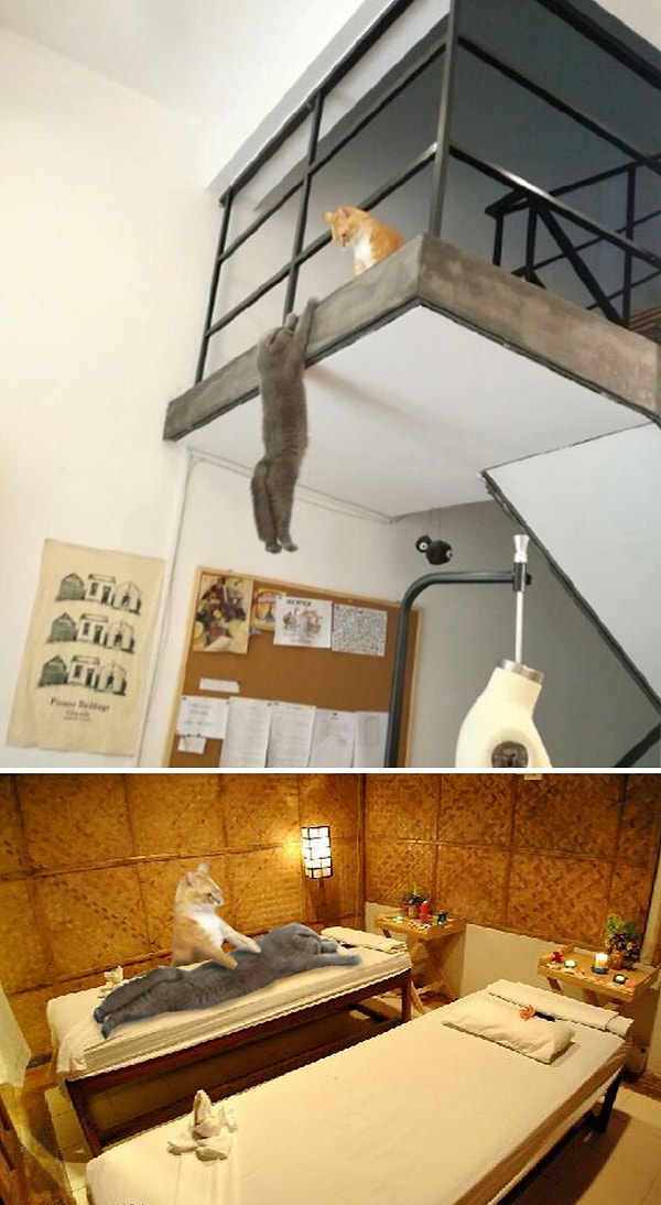 19. "Два кота"