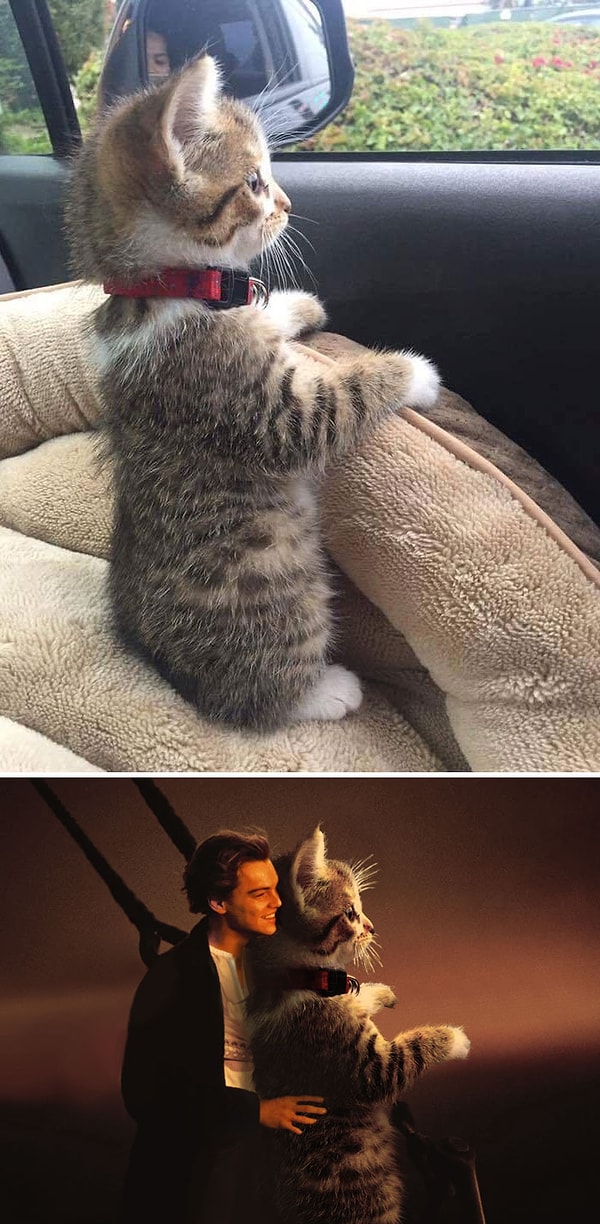 22. "Любопытный кот"