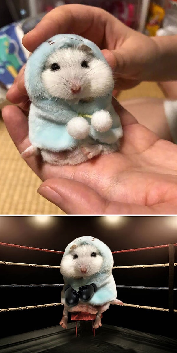 25. "Хомяк, одетый в толстовку"