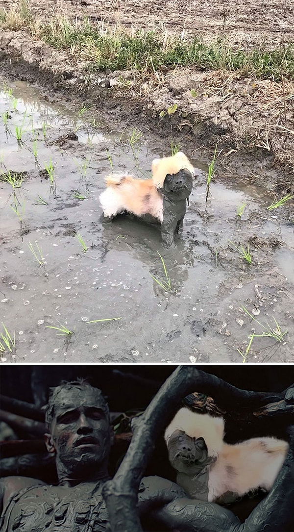 37. "Собака наполовину покрыта грязью"