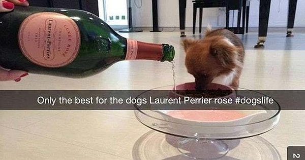 13. Придется поить собаку нереальным количеством Laurent-Perrier