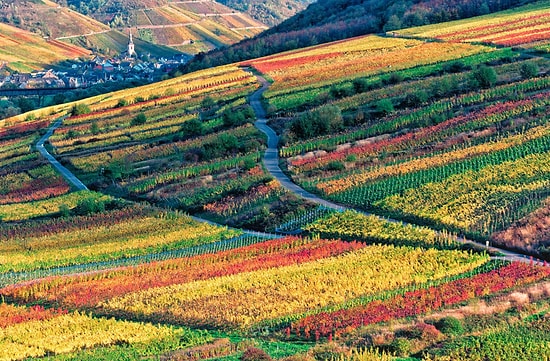 На три вещи можно смотреть вечно: воду, огонь и виноградники в разных странах мира 🍇