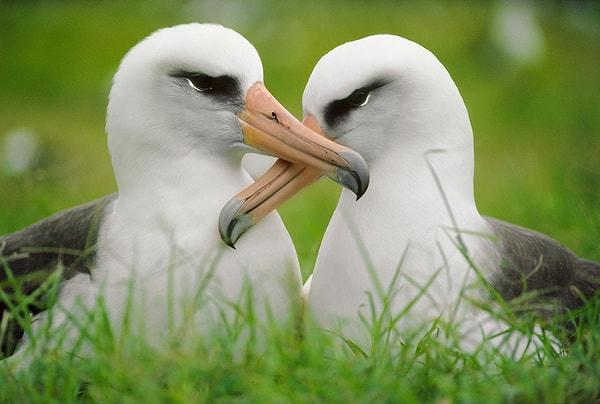 2. Laysan Albatrosları