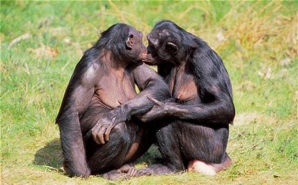 3. Bonobolar