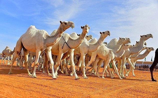 Bu yıl ise 12 deve bazı klinik müdaheleler ve botoks yapıldığı iddiasıyla yarışmadan diskalifiye edildi.
