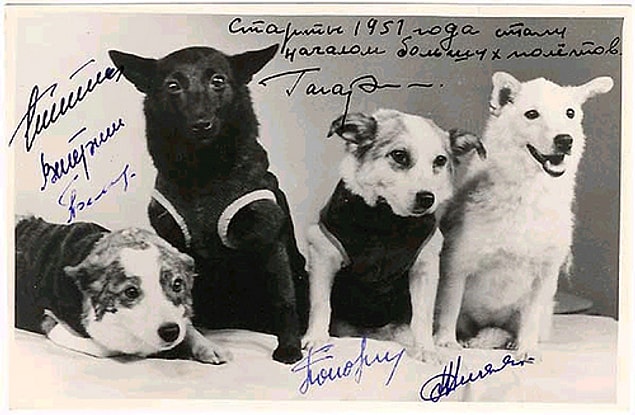 6. Uzayı fetheden köpekler: Laika, Strelka, Belka