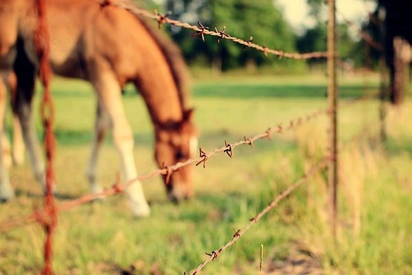 8. Сколько лошадей находится за забором, если видны 6 пар копыт?