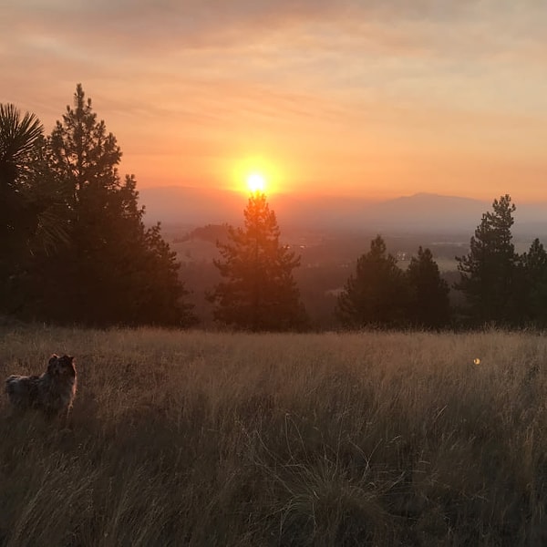 5. Также он вставал рано утром и шел выгуливать свою собаку.