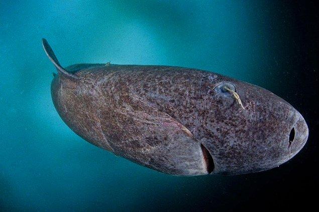 8. 512 yaşındaki bu köpek balığı dünyanın en yaşlı omurgalısı!