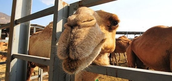 Новости Саудовской Аравии: 12 верблюдов дисквалифицировали с конкурса из-за ботокса