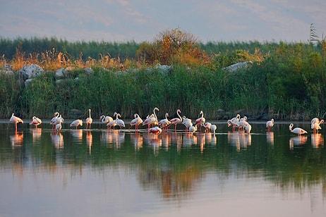 Flamingolar Dahil 100 Bini Aşkın Kuşa Ev Sahipliği Yapıyor: Gediz Deltası Otoban Tehdidiyle Karşı Karşıya