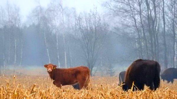 Kasım ayında fark ettiği inek için konuşan Ornitolog Adam Zbyryt, "Bialowieza Ormanı yakınlarında bizon görmek sıra dışı bir olay değil. Fakat aralarından bir hayvan benim dikkatimi çekti: Rengi bizonlardan çok farklıydı" dedi.